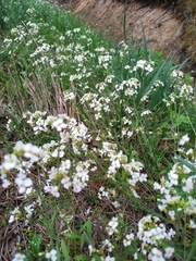 Arabidopsis arenosa