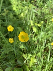 Ranunculus japonicus
