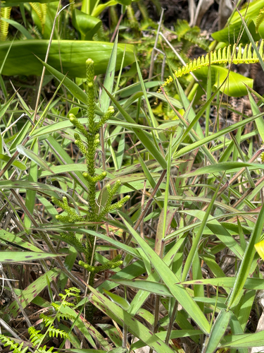 Palhinhaea cernua observed 2026-07-26