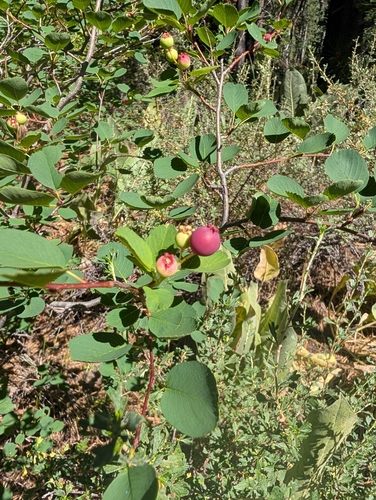 iNaturalist observation photo of Saskatoon