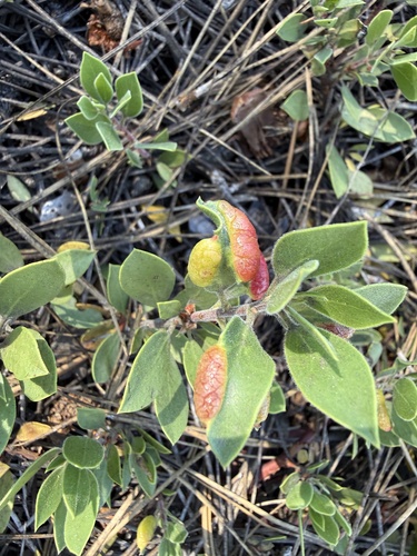 iNaturalist observation photo of Manzanita Leafgall Aphid