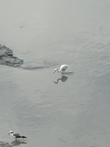 iNaturalist image