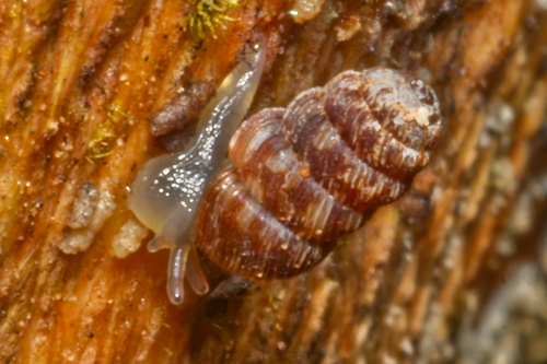 Phenacharopa novoseelandica, 2026-07-26