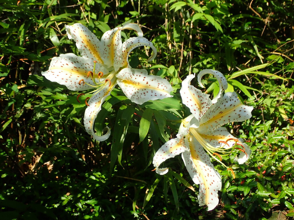 Lilium auratum; photograph (c) 村山史世 (Fumiyo MURAYAMA), some rights reserved (CC BY)