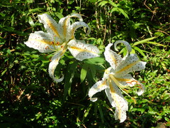 Lilium auratum