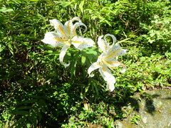 (c) 村山史世 (Fumiyo MURAYAMA), some rights reserved (CC BY) Lilium auratum, photograph (c) 村山史世 (Fumiyo MURAYAMA), some rights reserved (CC BY)
