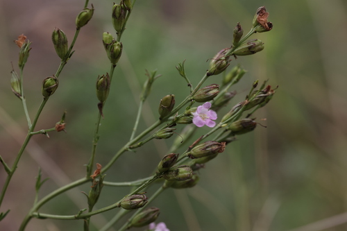 Agalinis communis (Agalinis communis)
