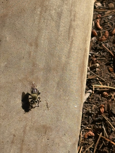 iNaturalist observation photo of Red-spotted Laphria