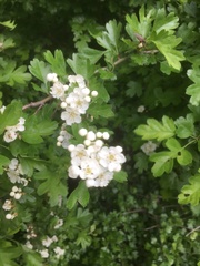 Crataegus