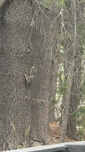 iNaturalist observation photo of Douglas's Squirrel