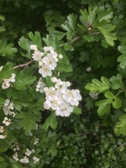 Crataegus