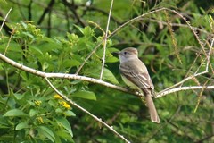 Myiarchus cinerascens
