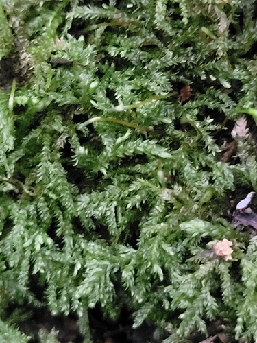 Camptochaete angustata observed 2026-07-13