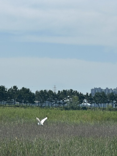 iNaturalist image