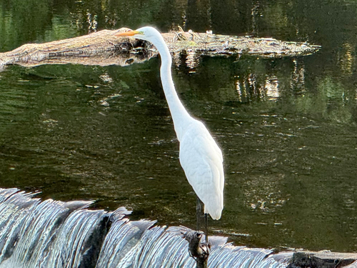 iNaturalist image