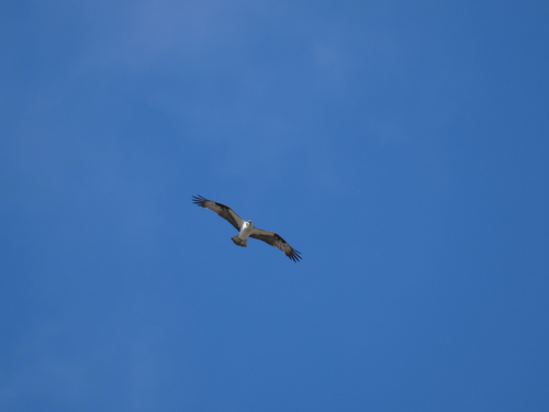 iNaturalist image