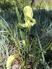 Asimina angustifolia