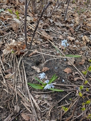 Puschkinia scilloides