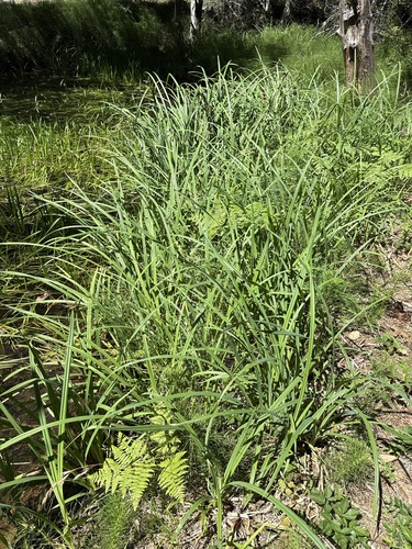 Carex amplifolia, photograph 2