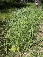 Carex amplifolia, photograph author not stated, no rights reserved