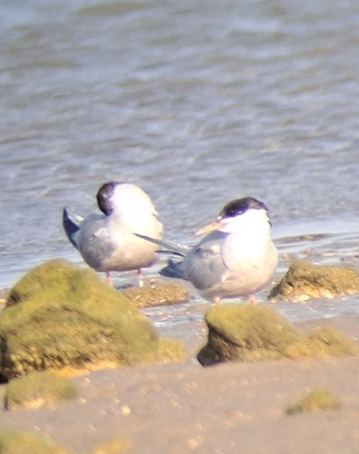 iNaturalist image