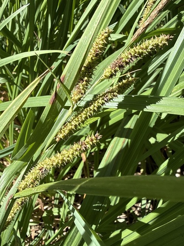 Carex amplifolia