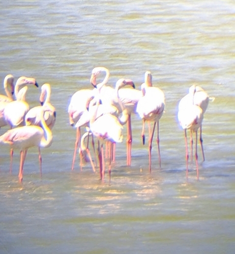 iNaturalist image