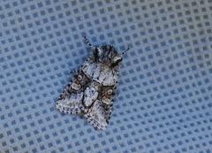 Lacinipolia olivacea