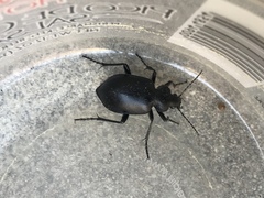 Carabina