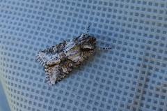 Lacinipolia olivacea