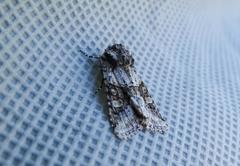 Lacinipolia olivacea