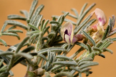 Astragalus ceramicus ceramicus