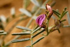 Astragalus ceramicus ceramicus