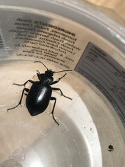 Carabina