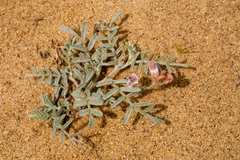 Astragalus ceramicus ceramicus