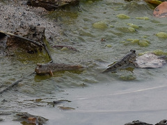 Periophthalmus modestus