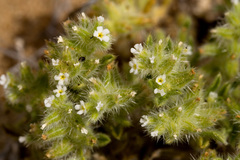 Cryptantha crassisepala