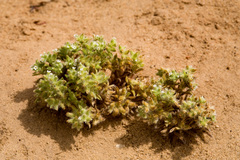 Cryptantha crassisepala