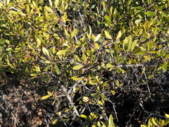 Rhamnus lycioides