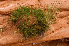 Cymopterus sessiliflorus