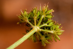 Cymopterus sessiliflorus