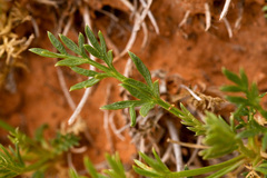 Cymopterus sessiliflorus