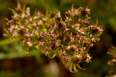 Cymopterus sessiliflorus