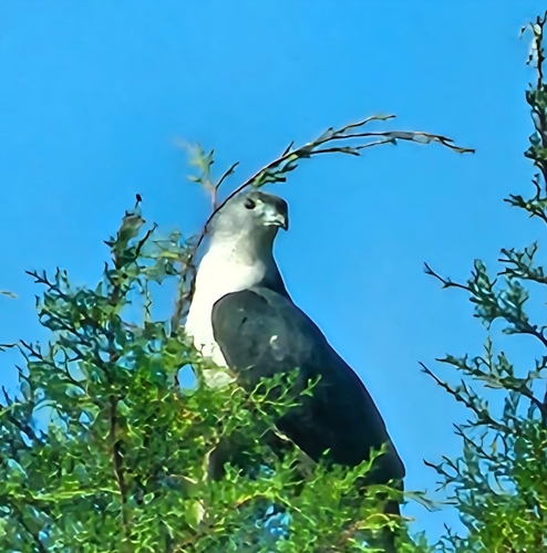 Gray-headed Kite