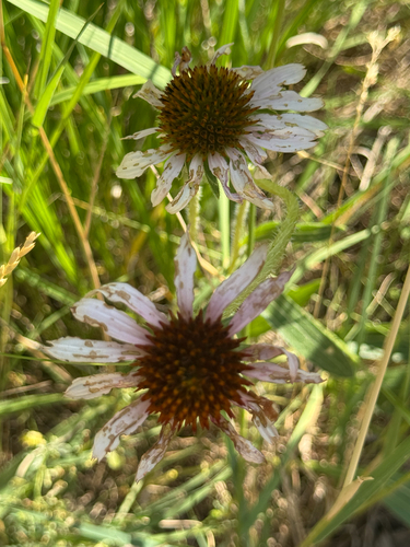 Echinacea angustifolia, photograph 6
