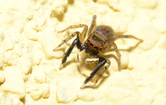 Euophrys frontalis