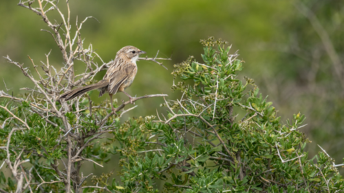 Tarim Babbler