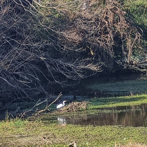 iNaturalist image