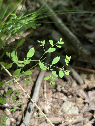 Paronychia canadensis