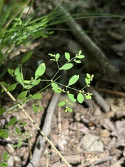 Paronychia canadensis